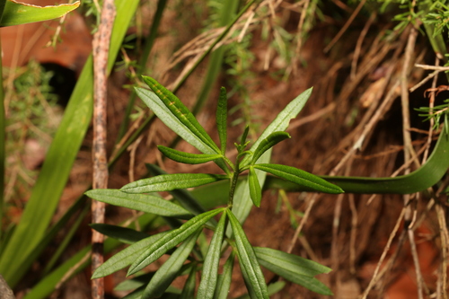 Image of Zieria laxiflora by (c) Greg Tasney, some rights reserved (CC BY-SA)