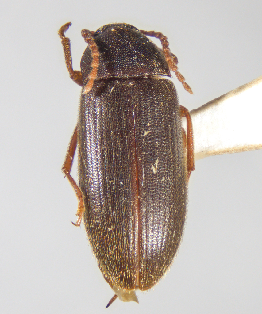 Hymenorus from Alamo Canyon Campground, Ajo, AZ 85321, USA on October
