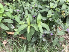 Hygrophila pogonocalyx