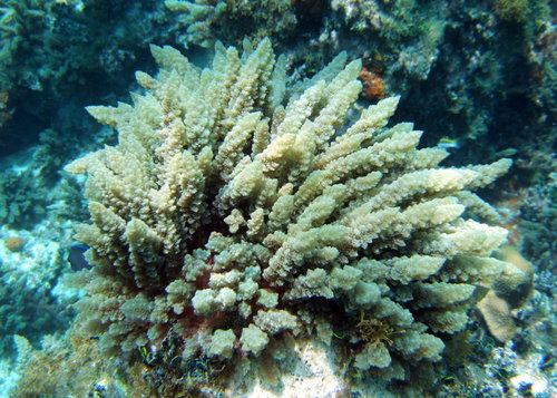 Asparagopsis taxiformis