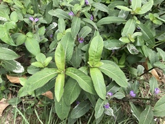 Hygrophila pogonocalyx