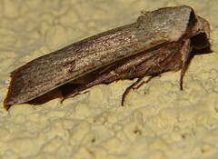 Lepidoptera