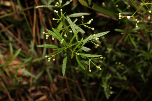 Image of Zieria laxiflora by (c) Greg Tasney, some rights reserved (CC BY-SA)