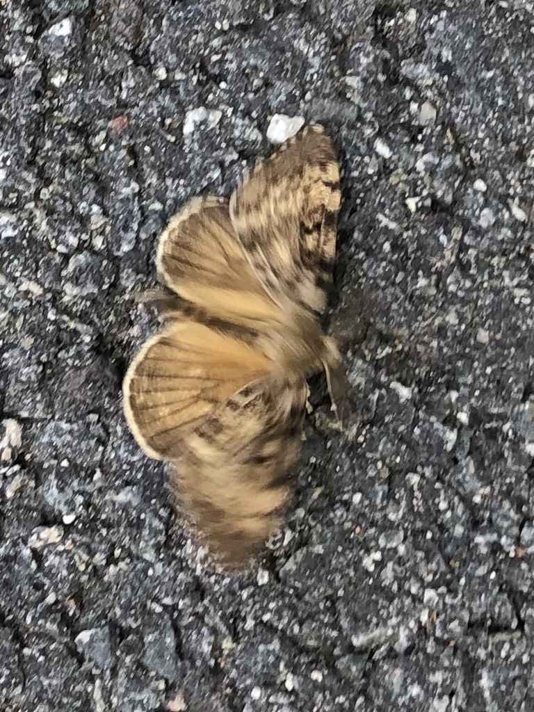 Spongy Moth from Staten Island, New York, NY, US on July 5, 2023 at 11