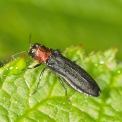 Agrilus ruficollis