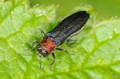 Agrilus ruficollis