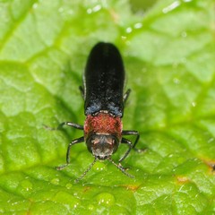 Agrilus ruficollis