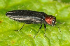 Agrilus ruficollis