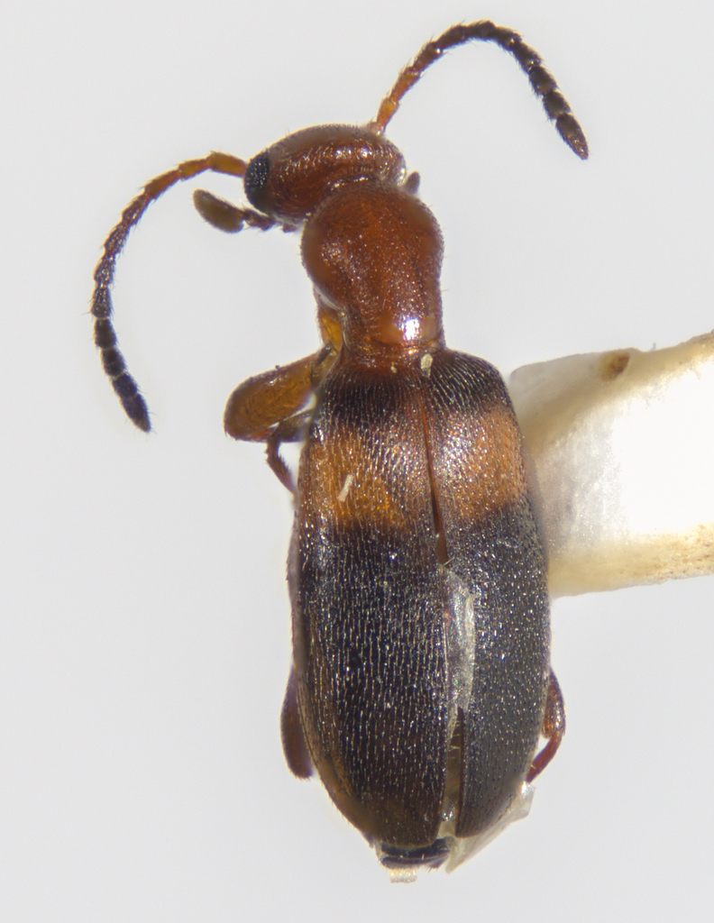 Ischyropalpus pinalicus