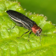 Agrilus ruficollis