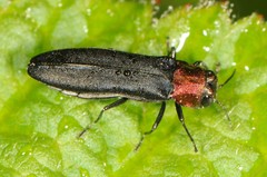 Agrilus ruficollis