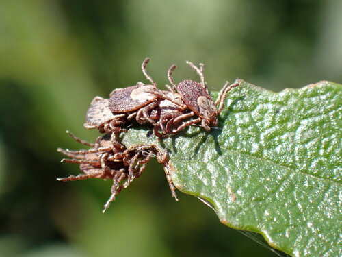Pacific Coast Tick photo 5