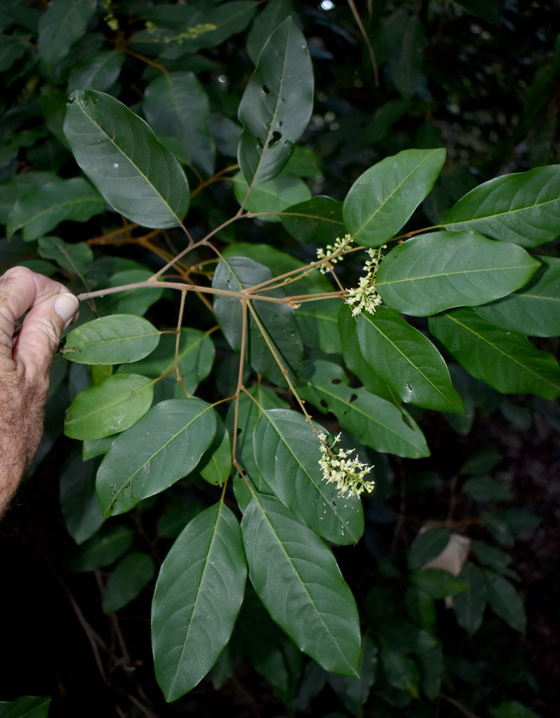 Mischocarpus exangulatus