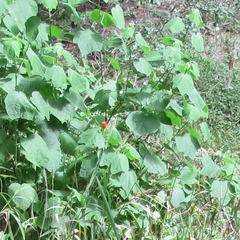 Malvaviscus arboreus drummondii