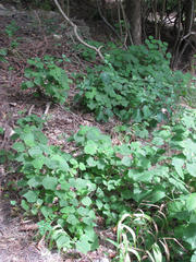 Malvaviscus arboreus drummondii