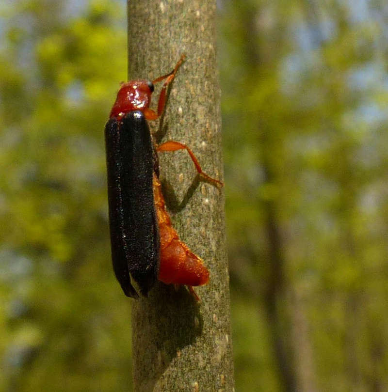 sapwood timberworm
