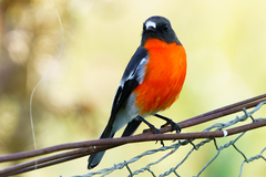 Flame Robin photo 4