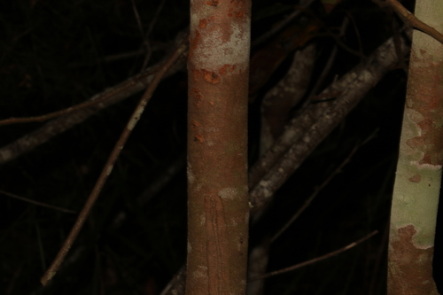 Image of Big Leaf Bollywood (Litsea leefeana) by (c) Greg Tasney, some rights reserved (CC BY-SA)