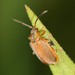 Golden Loosestrife Beetle - Photo (c) Jason M Crockwell, some rights reserved (CC BY-NC-ND), uploaded by Jason M Crockwell