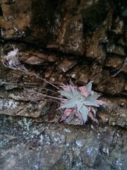 Dudleya cymosa pumila