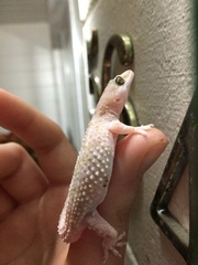 Hemidactylus turcicus