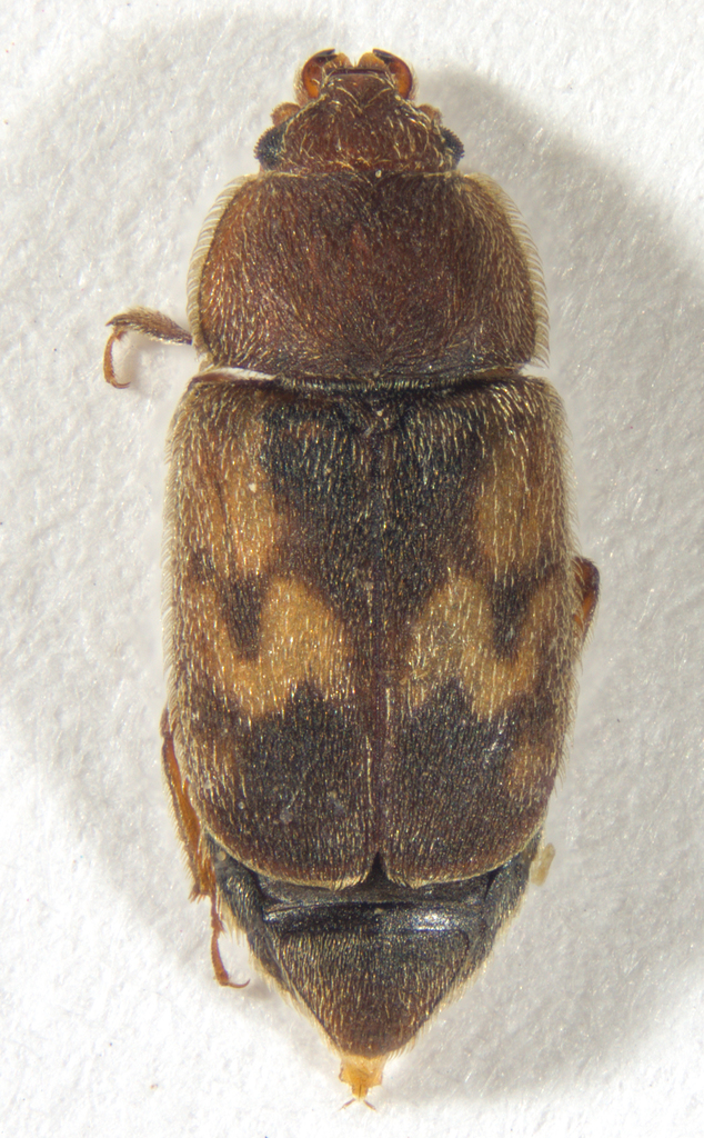 Nitidula ziczac