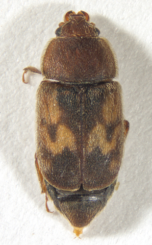 Zigzag Sap Beetle