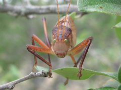 Paracyrtophyllus robustus