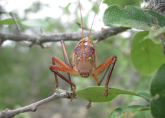 Paracyrtophyllus robustus