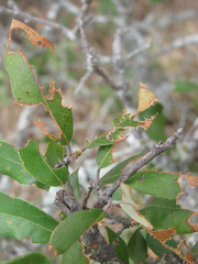 Paracyrtophyllus robustus