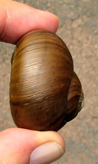 Natalina cafra