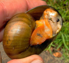 Natalina cafra