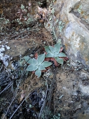 Dudleya cymosa pumila
