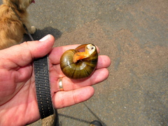 Natalina cafra