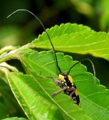 Tragiscoschema amabile