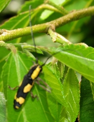 Tragiscoschema amabile