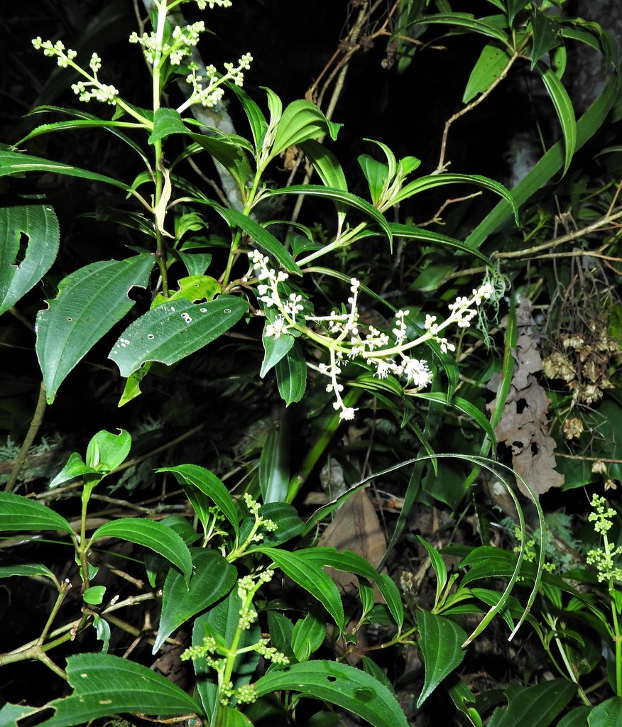Miconia theaezans