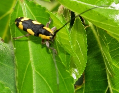 Tragiscoschema amabile