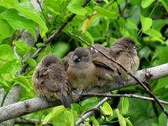 Spermestes cucullata scutata