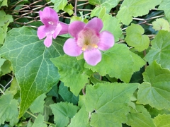 Lophospermum erubescens