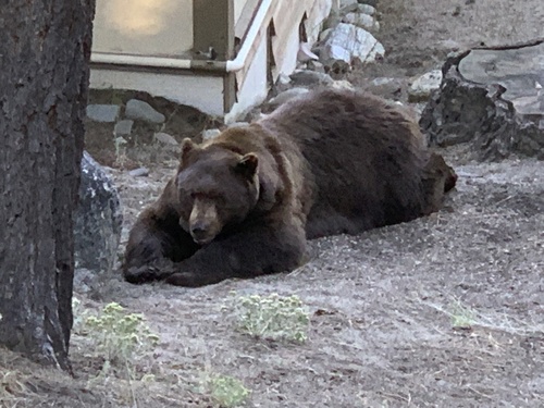 American Black Bear photographed in Nevada