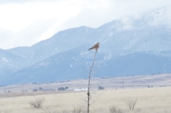 Falco sparverius sparverius