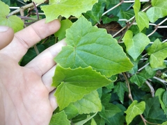 Lophospermum erubescens