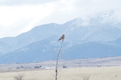 Falco sparverius sparverius