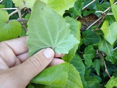 Lophospermum erubescens
