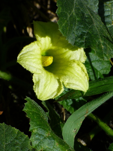 Cucurbita okeechobeensis ssp. martinezii