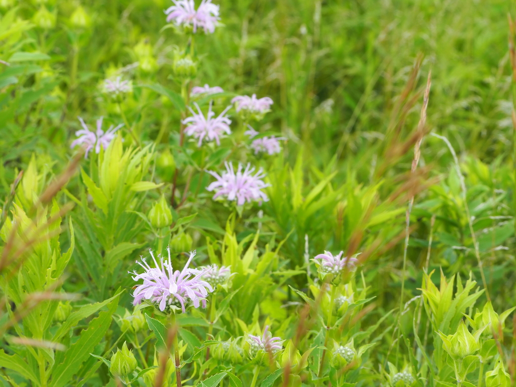 wild bergamot from 0 AA Gores WMA on July 7, 2023 at 0111 PM by