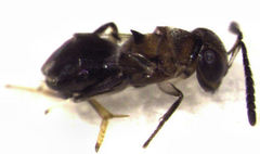 Encyrtus aurantii