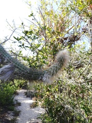 Pilosocereus
