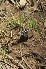 Litocala sexsignata